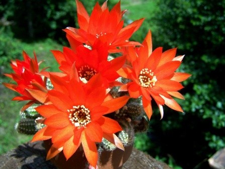 Fleurs de Cactus