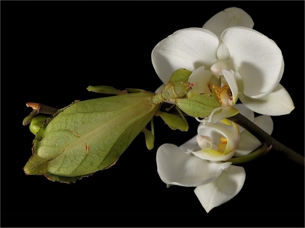 Fleurs d' Orchidées