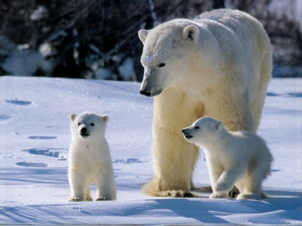 Belles familles