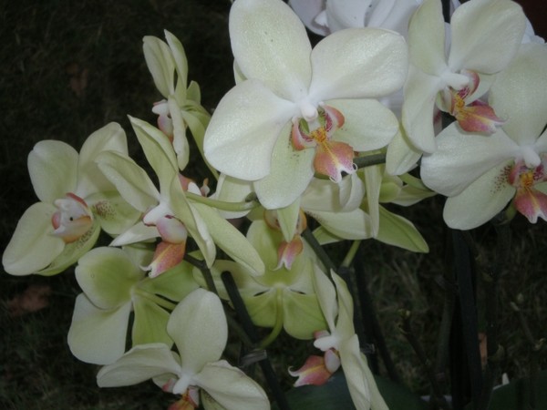 Fleurs d' Orchidées