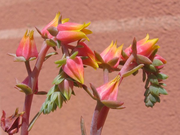 Fleurs de Cactus