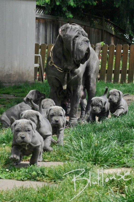 Belle famille