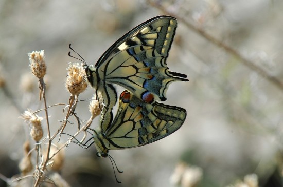 Superbes papillons