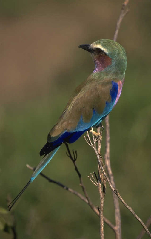 Superbes images d'oiseaux