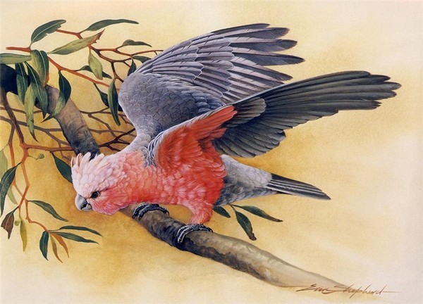 Superbe peinture d'oiseaux