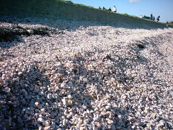 Plage de Basse Normandie (Manche)