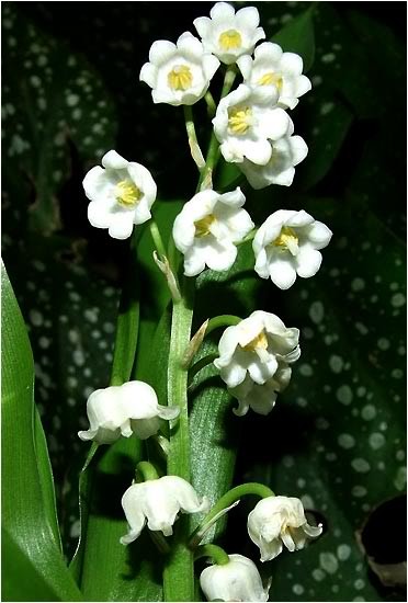 Le temps du muguet