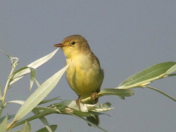 Superbes images d'oiseaux