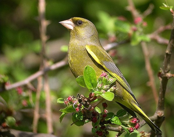 Superbes images d'oiseaux