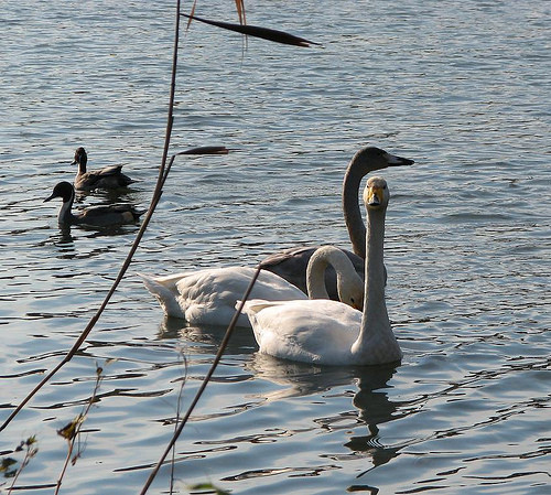 Superbes images d'oiseaux