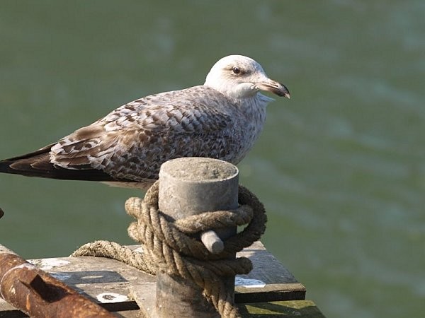 Superbes images d'oiseaux