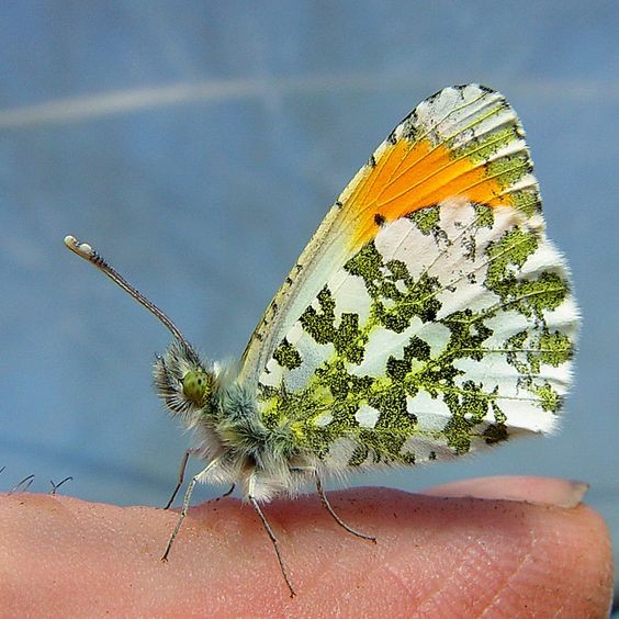 Superbe  papillon 