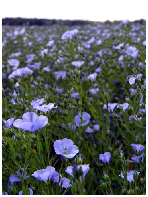 Paysages -Printemps -Eté