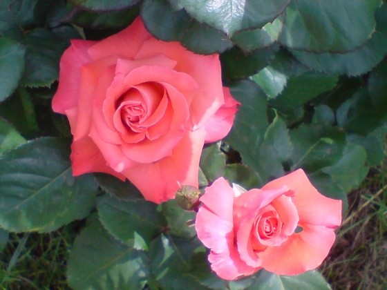 Que des belles roses!!