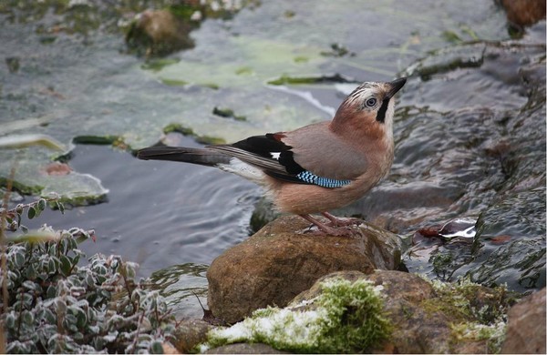 Superbes images d'oiseaux