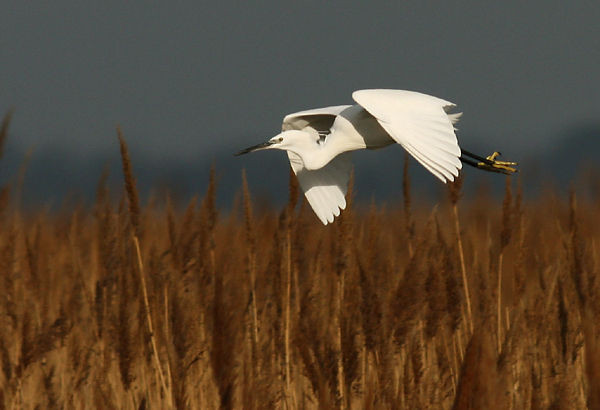 Superbes images d'oiseaux