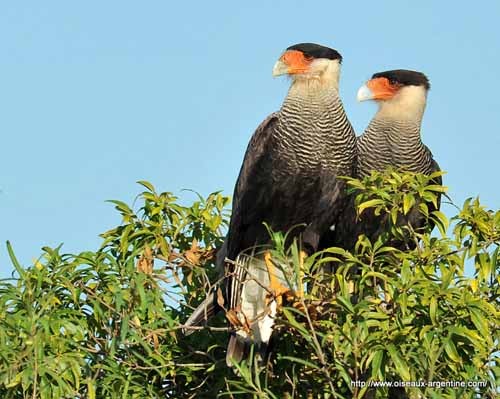 Superbe image d'oiseaux