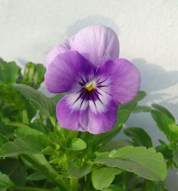 Fleurs et paysages ( printemps-été)