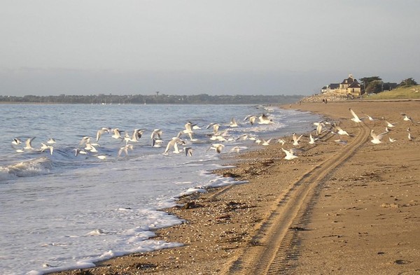 Plage de Basse Normandie (Manche)