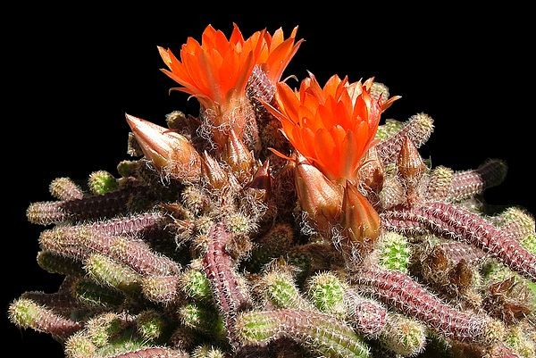 Fleurs de Cactus