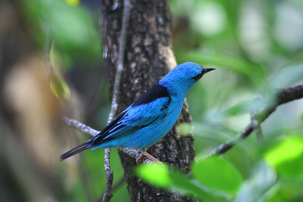 Superbes images d'oiseaux