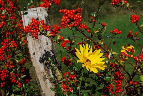 Couleurs et parfums d'Automne