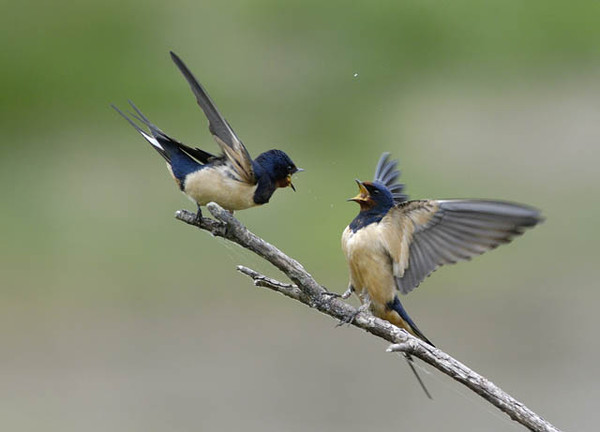 Superbes images d'oiseaux