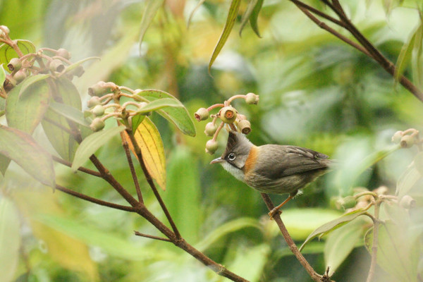 Superbes images d'oiseaux