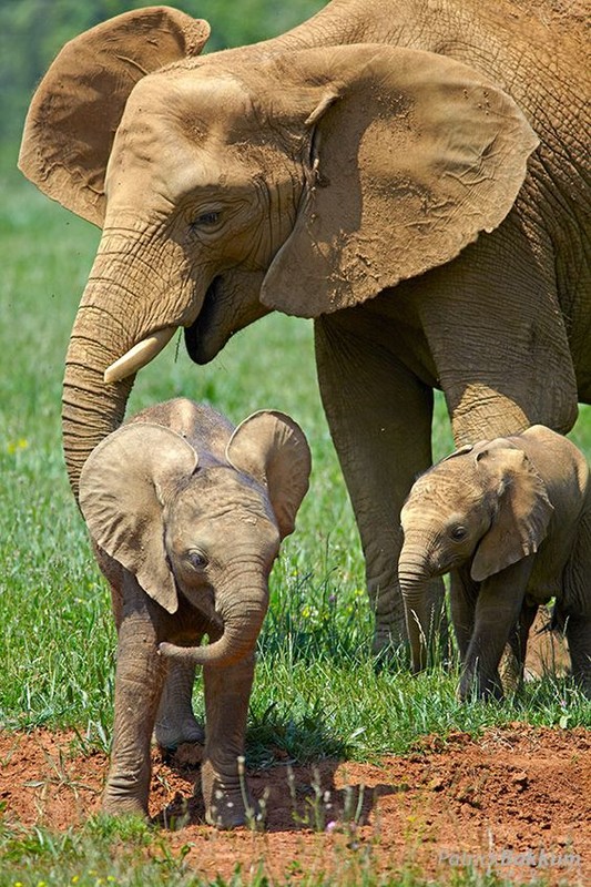 Belle famille