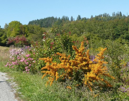 Couleurs et parfums d'Automne