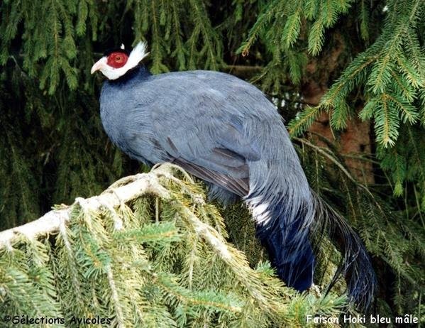 Superbes images d'oiseaux