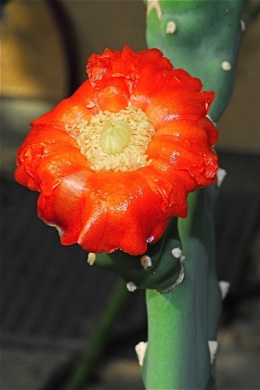 Fleurs de Cactus