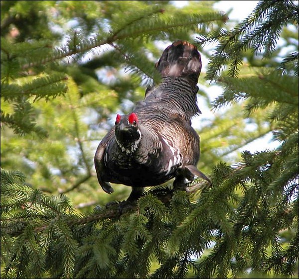 Superbes images d'oiseaux