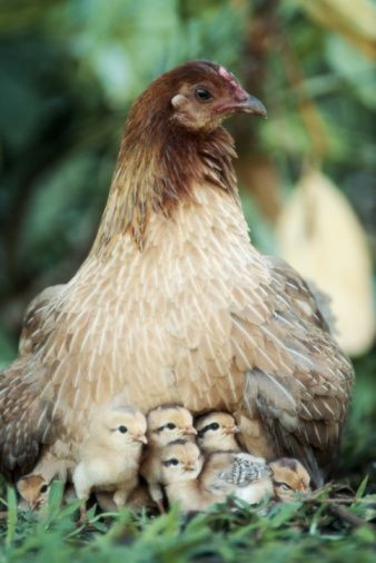 Belle famille