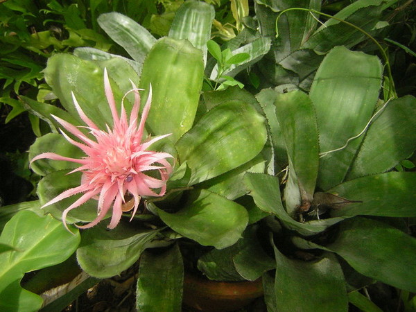 Fleurs de Cactus