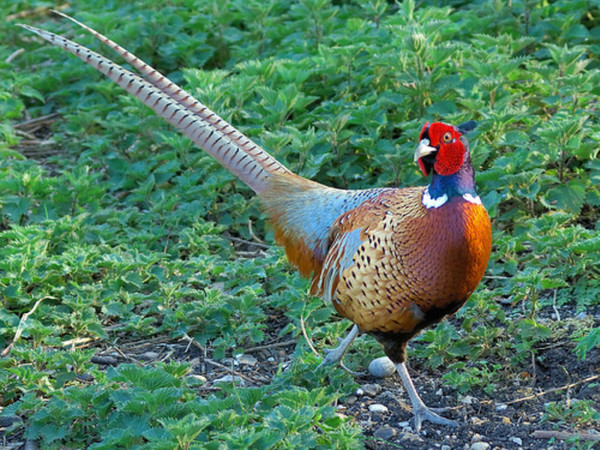 Superbes images d'oiseaux