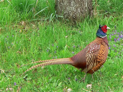 Superbes images d'oiseaux