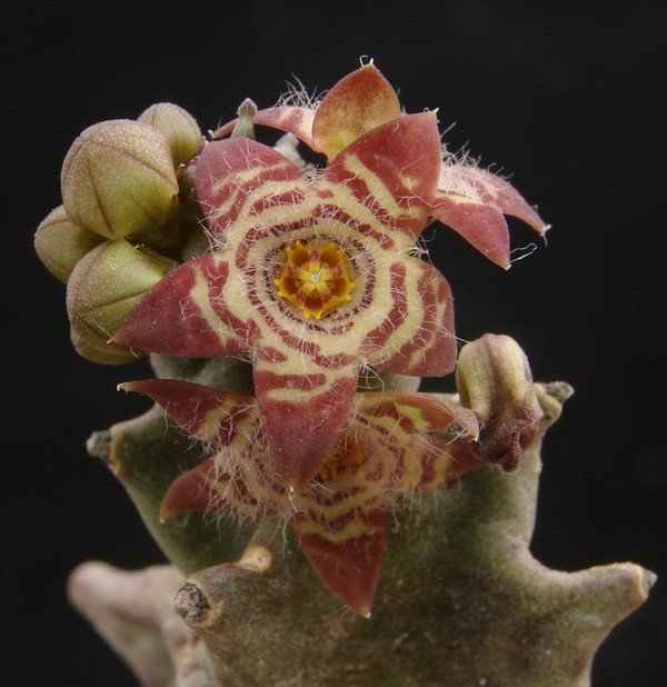 Fleurs de Cactus