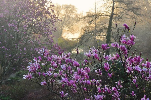 Jardin fleuri