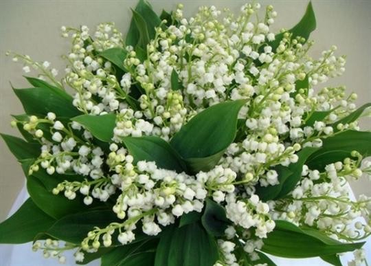 Le temps du Muguet