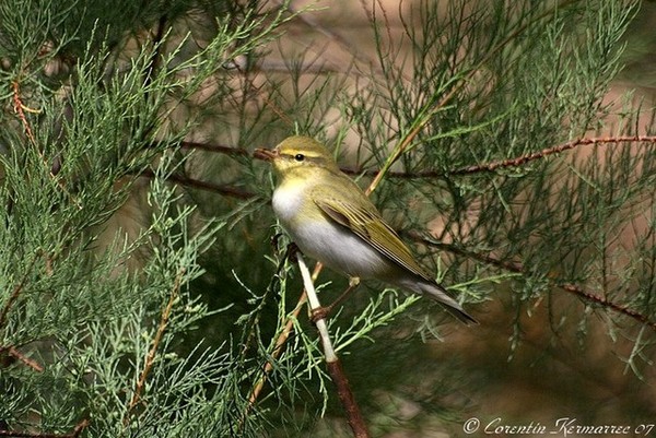 Superbes images d'oiseaux