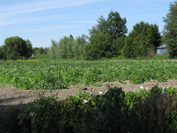 Amiens -Les hortillonnages