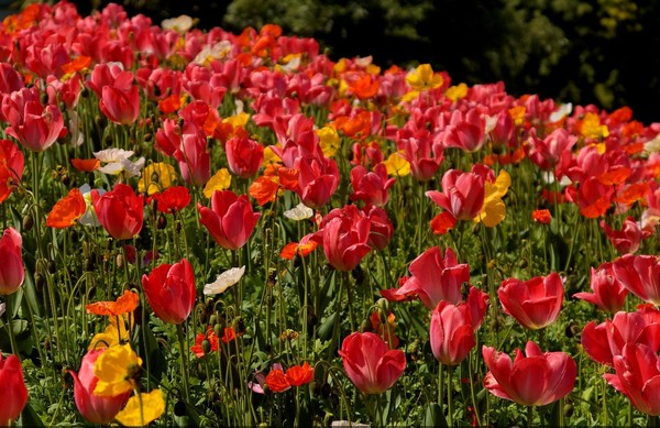 Paysages - Printemps-Eté