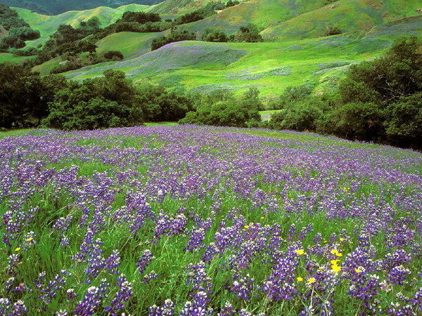 Fleurs et paysages ( printemps-été)