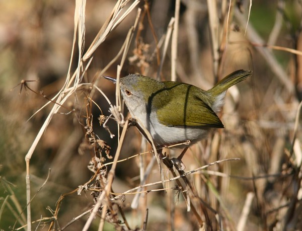 Superbes images d'oiseaux