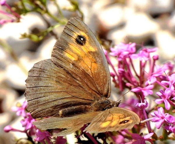 Superbes papillons