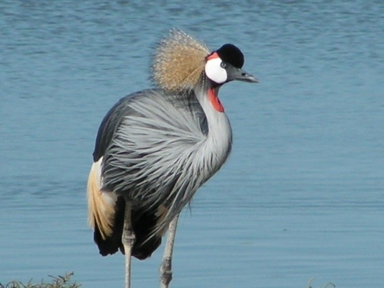 Superbes images d'oiseaux