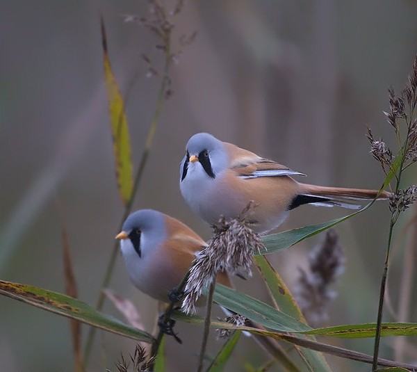 Superbes images d'oiseaux