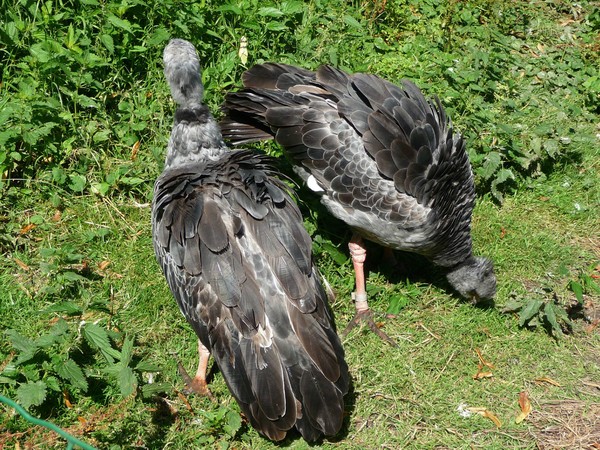 Zoo d'Amiens -2012