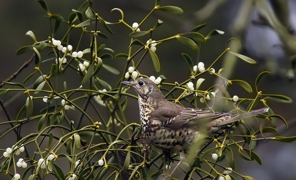 Superbes images d'oiseaux